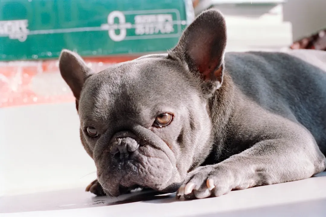 The Cute Face That Comes With a Hidden Cost (Image Credits: Unsplash)