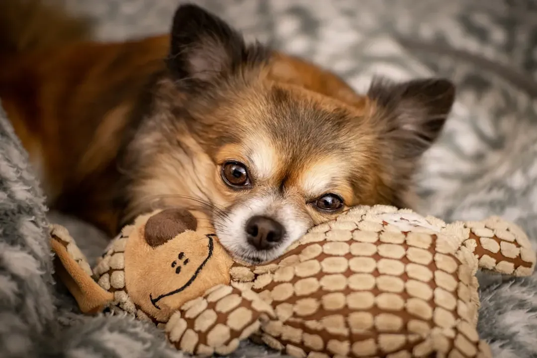 5. Chihuahua - The Tiny Dog With a Ferociously Big Ego (Image Credits: Unsplash)