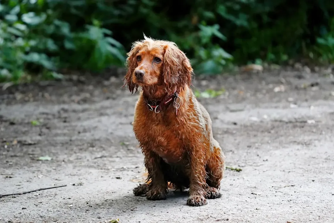9. American Water Spaniel - Wisconsin's Own Native Breed (Image Credits: Unsplash)