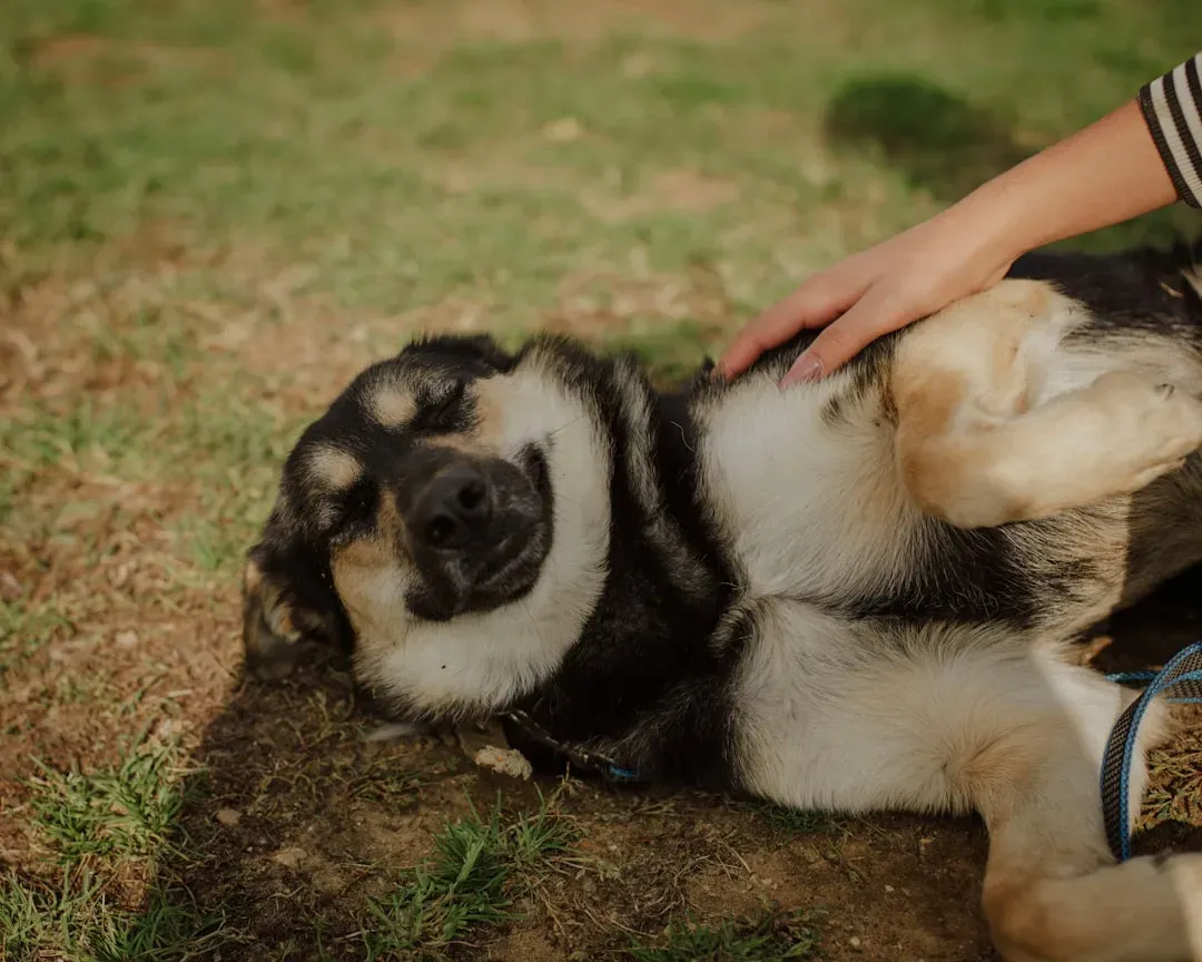 The Belly Rub Myth You Need to Stop Believing (Image Credits: Unsplash)