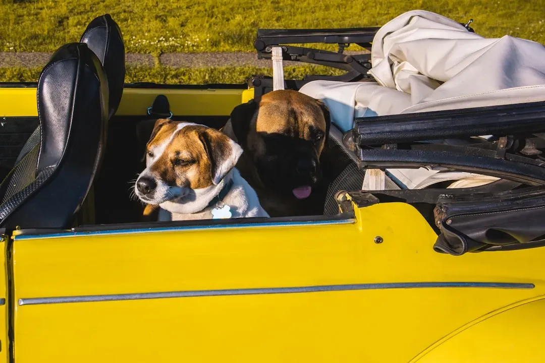 Beagle: The Curious Explorer With Pack Mentality (Image Credits: Unsplash)