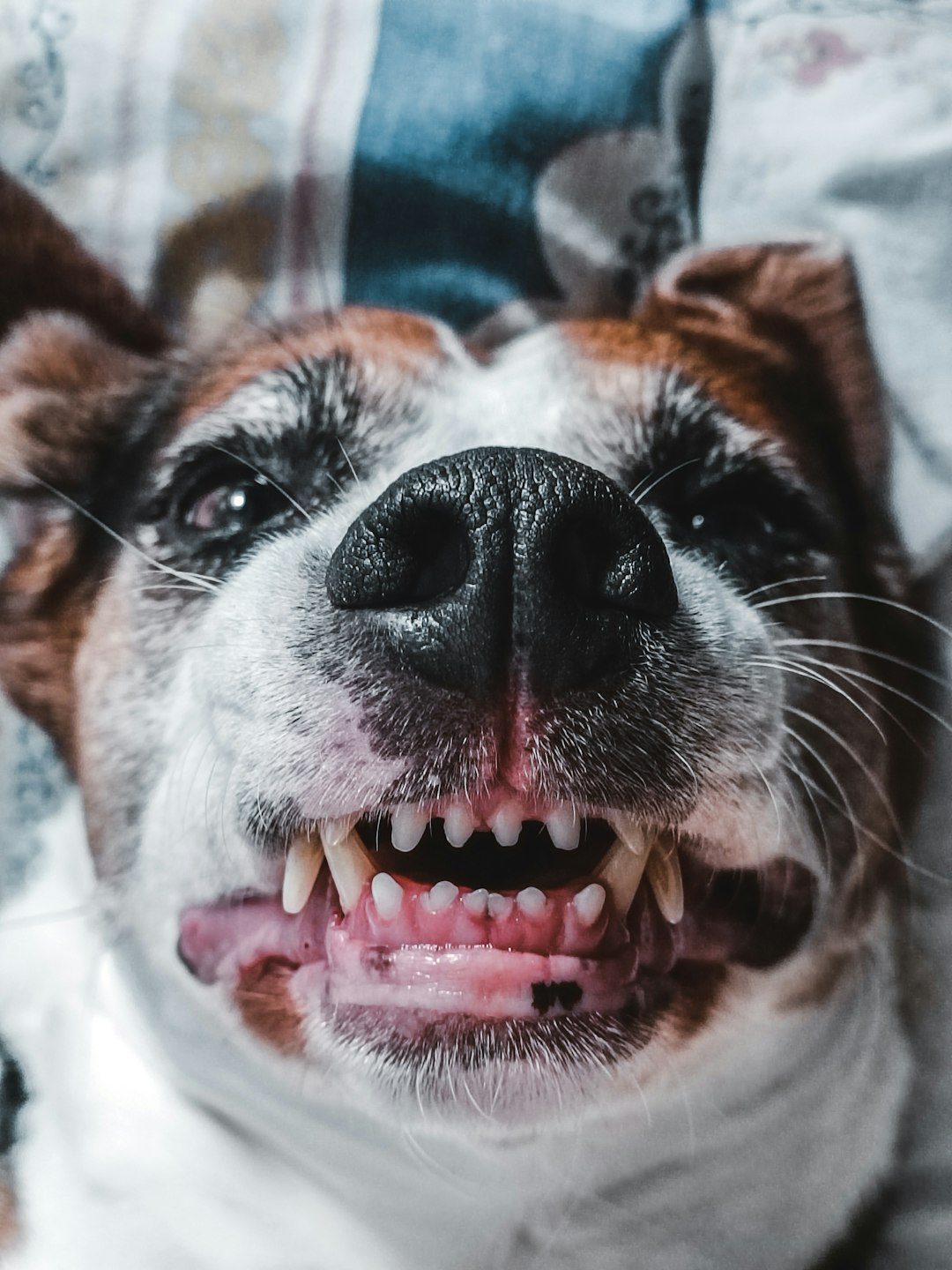 Misconception #6: Dental Problems Are Inevitable and Untreatable in Senior Dogs (Image Credits: Unsplash)