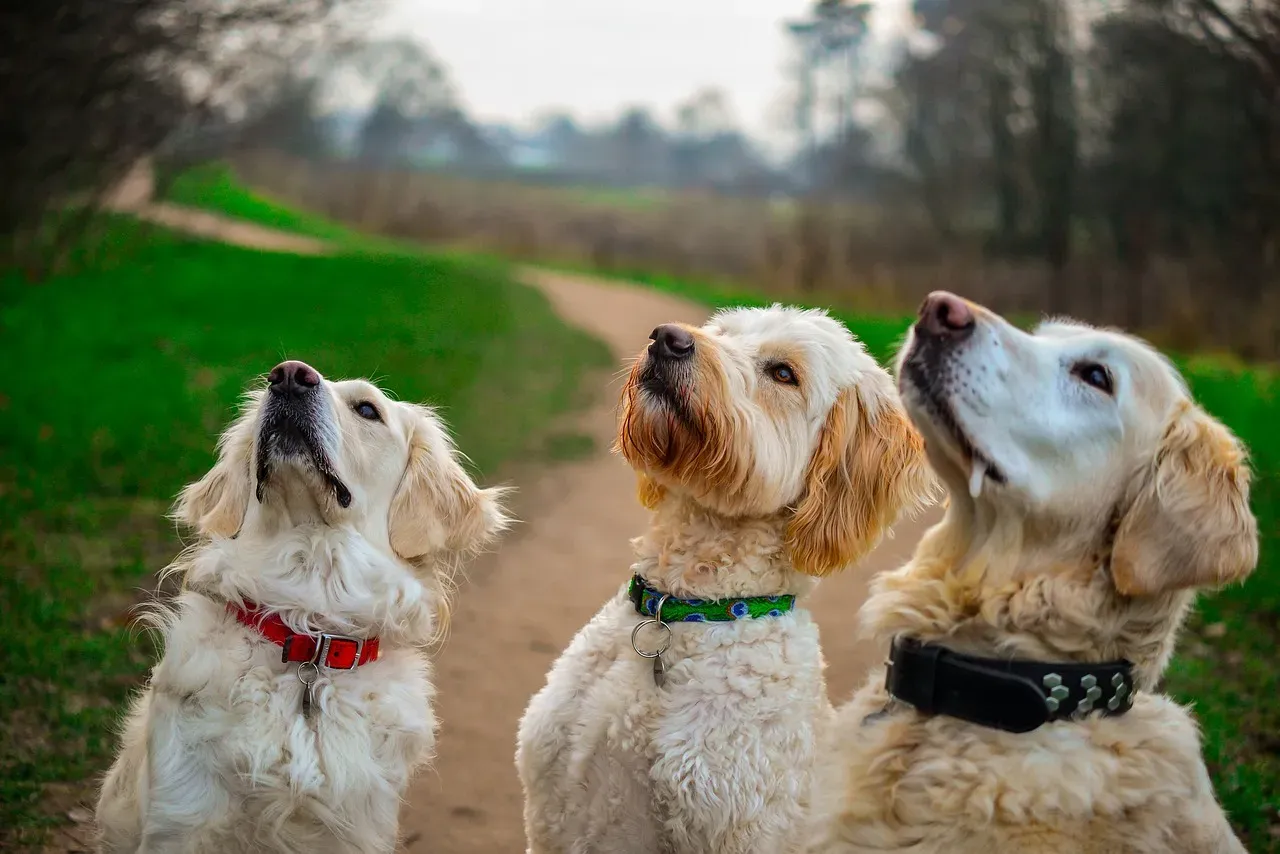 How to Support a Hesitant Dog and Build Their Confidence (Image Credits: Pixabay)