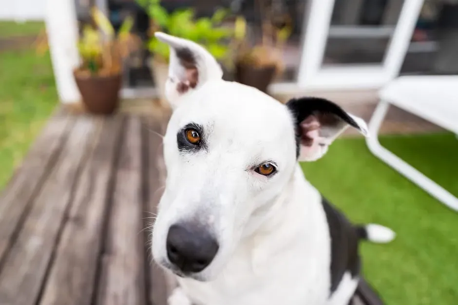 #2: That Eye Contact Is a Declaration of Trust (Image Credits: Pexels)