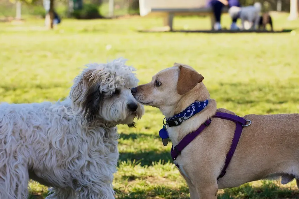 Policies That Put Paws First (Image Credits: Flickr)