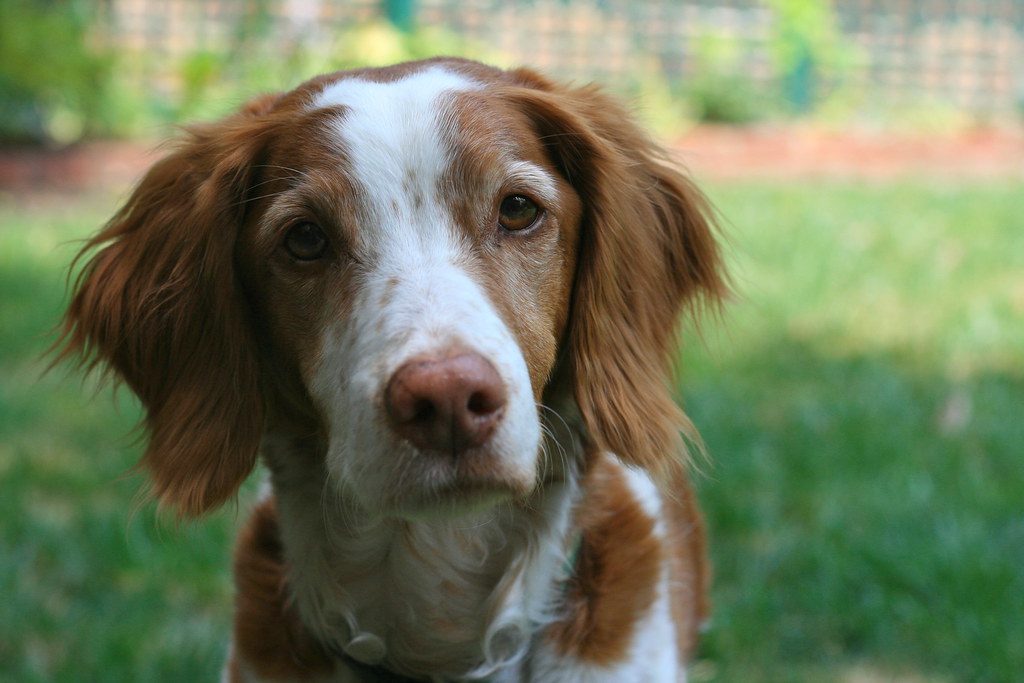 Brittany Spaniel: The Eager Partner (Image Credits: Flickr)