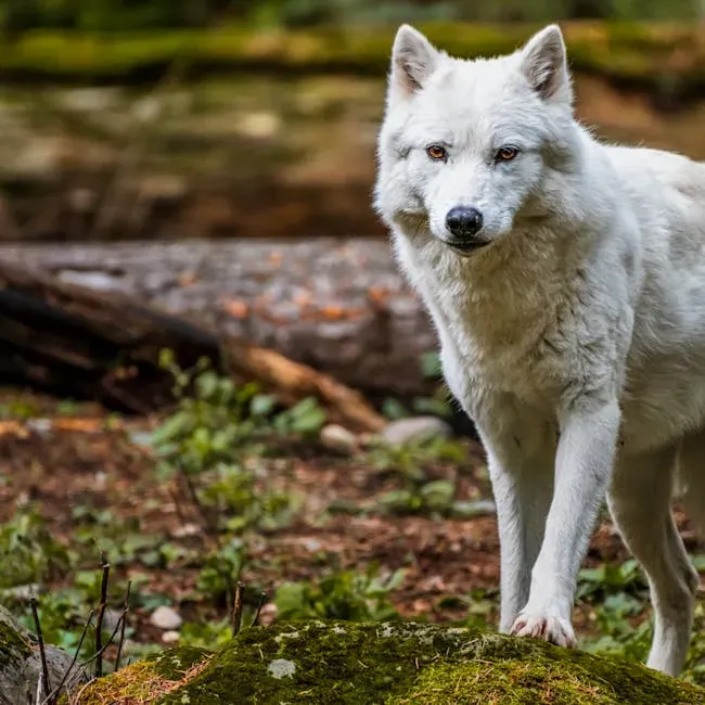 #8 Scorpio (October 23 – November 21): The Tundra Wolf (Siberian Wolf) (Image Credits: Pexels)