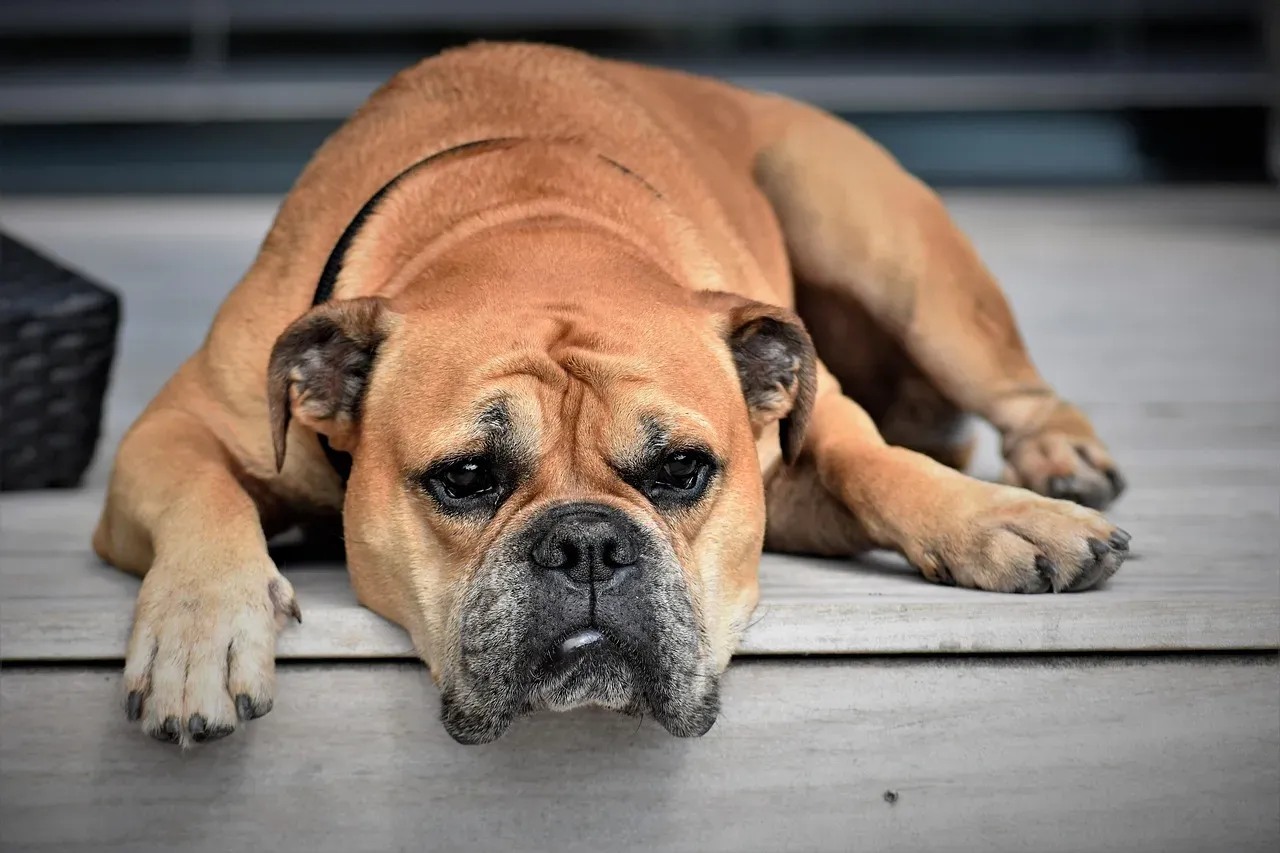 Your Dog Is Bored And You’re The Only Interesting Thing Around (Image Credits: Pixabay)