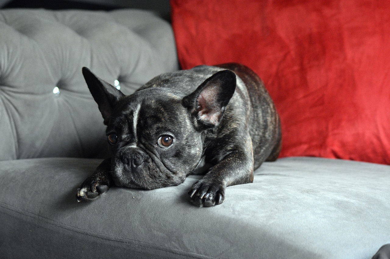 French Bulldog: The Apartment-Perfect Chill Companion (Image Credits: Pixabay)