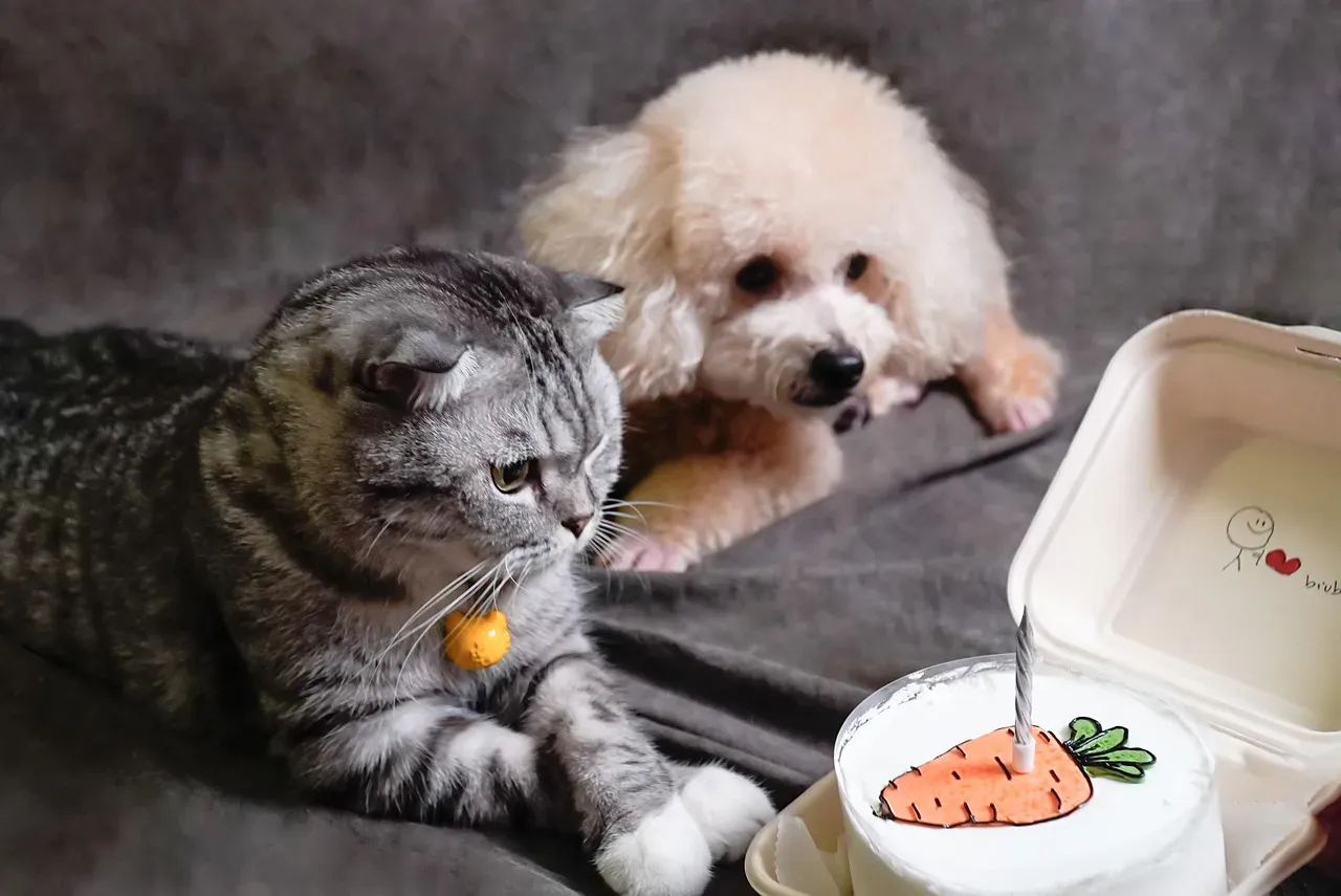 Poodle: The Intelligent Coexister (Image Credits: Pixabay)