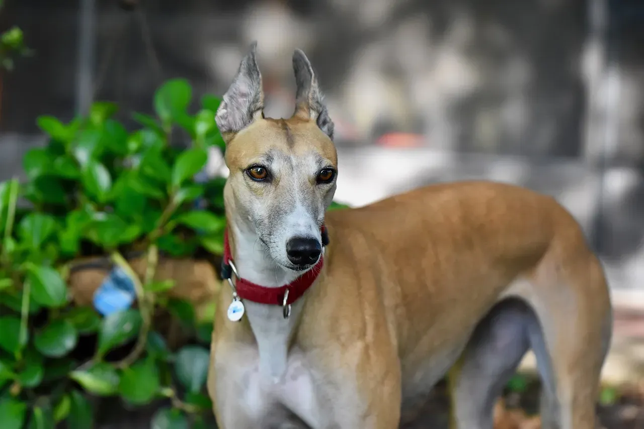 Greyhounds: Surprisingly Affectionate Couch Potatoes (Image Credits: Pixabay)