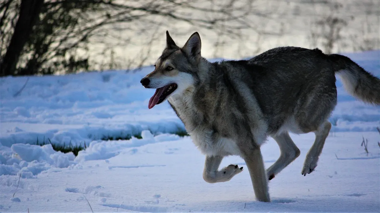 #7 Libra (September 23 – October 22): The Saarloos Wolfdog (Image Credits: Pixabay)