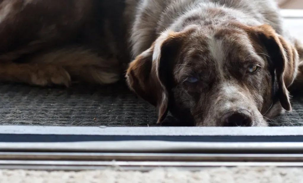 Reading the Signs: What Dreaming Looks Like in Real Life (Image Credits: Flickr)