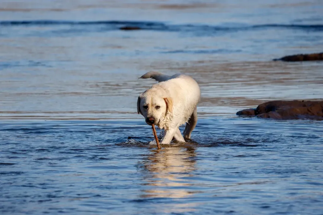 1. Labrador Retriever: The Original Good-Time Dog (Image Credits: Unsplash)