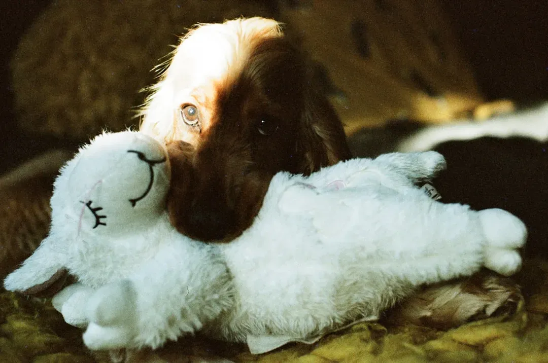 They Mimic The Comfort Of A Companion (Image Credits: Unsplash)