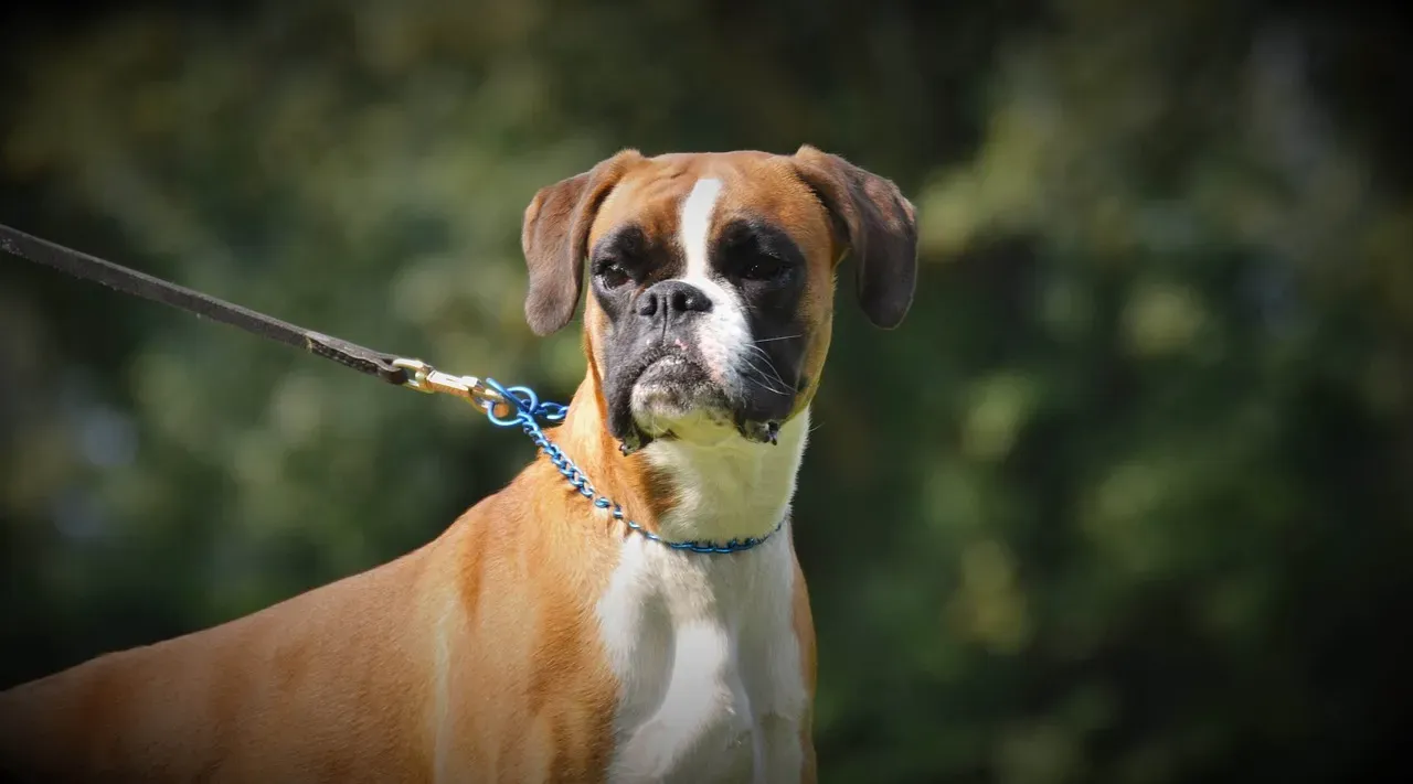 6. Boxer: The Playful Protector of Suburban Streets (Image Credits: Pixabay)
