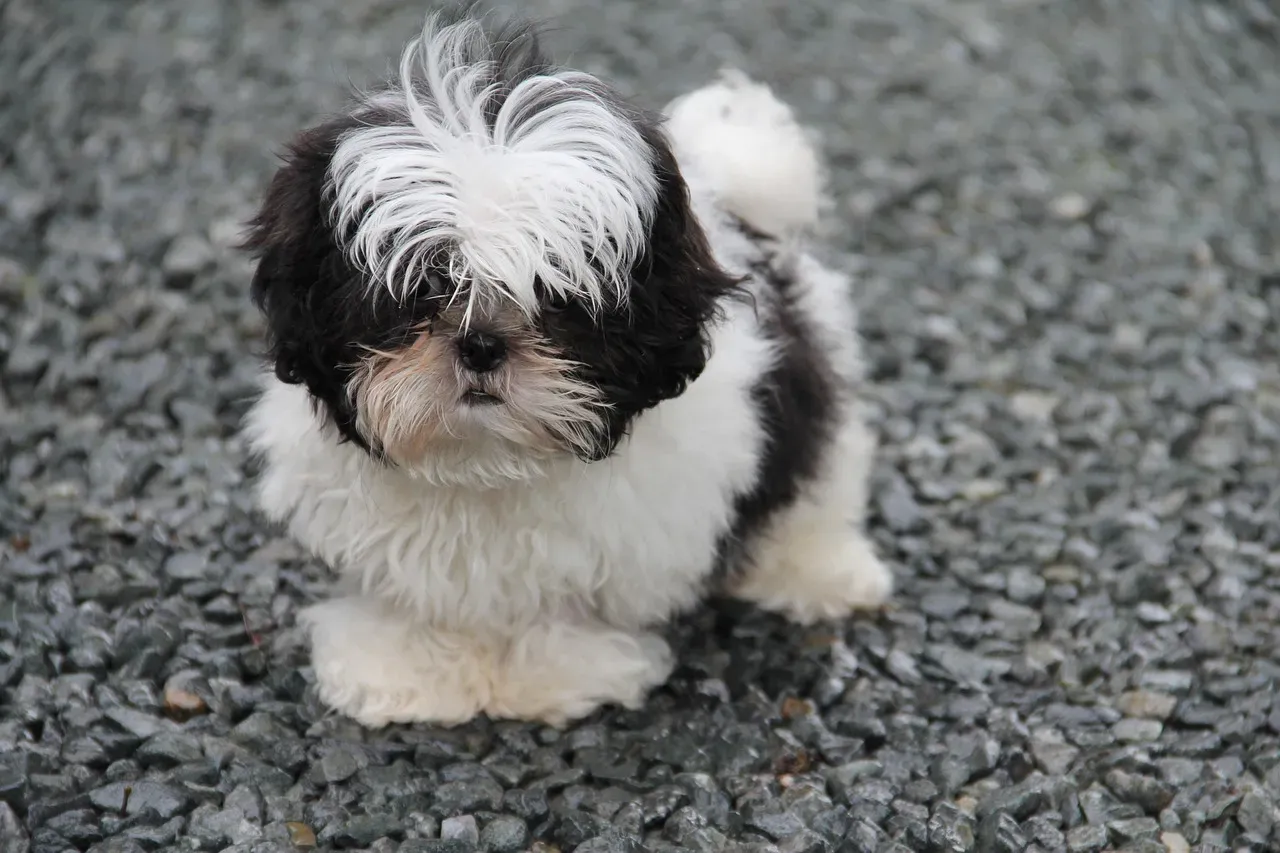 9. Shih Tzu: Regal on the Outside, Total Goofball on the Inside (Image Credits: Pixabay)