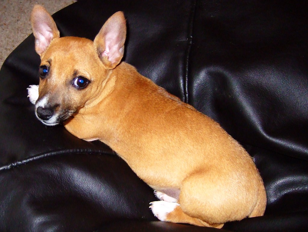 When Your Commands Fall on Deaf Ears (Image Credits: Flickr)