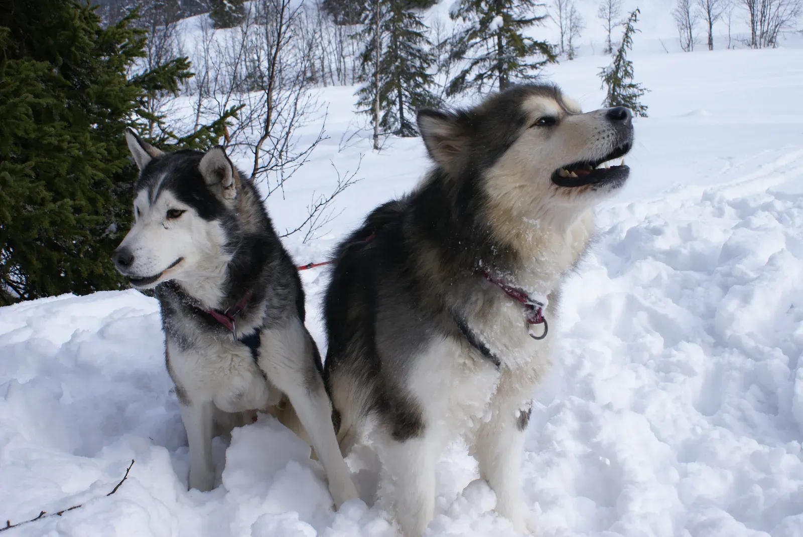12. Alaskan Malamute – Powerhouse of the Frozen North (By Randi Hausken, CC BY 2.0)