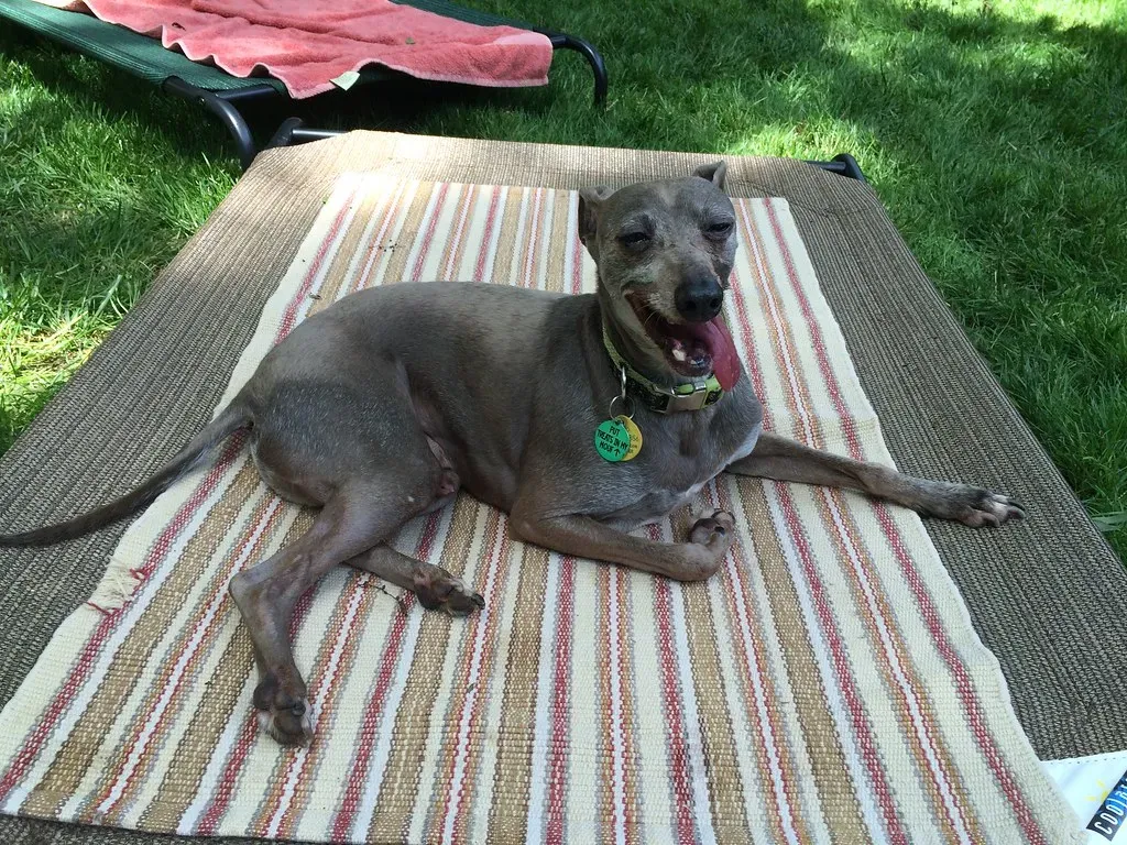 Italian Greyhound: Elegant And Effortless (Image Credits: Flickr)