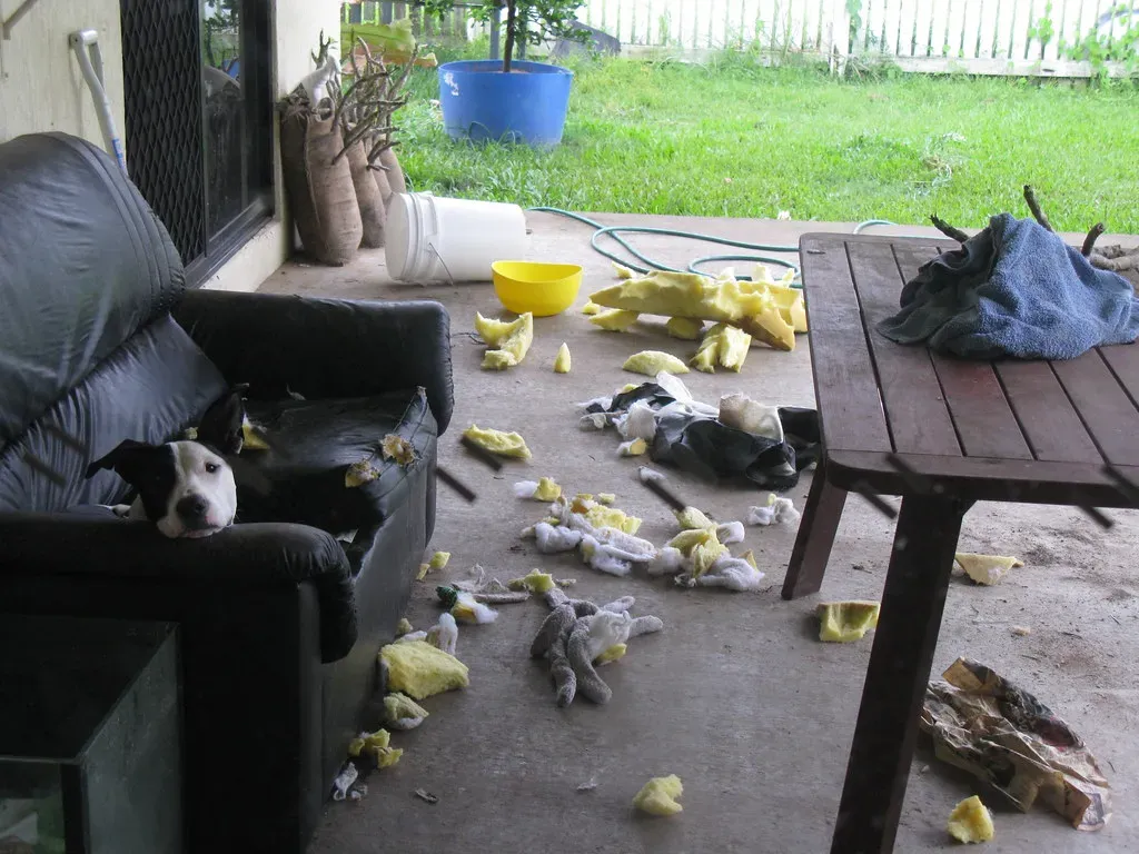 When Intensity Becomes a Problem: The Understimulation Trap (robstephaustralia, Flickr, CC BY 2.0)