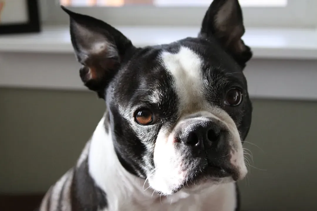 6. Boston Terrier: The American Gentleman (Image Credits: Unsplash)