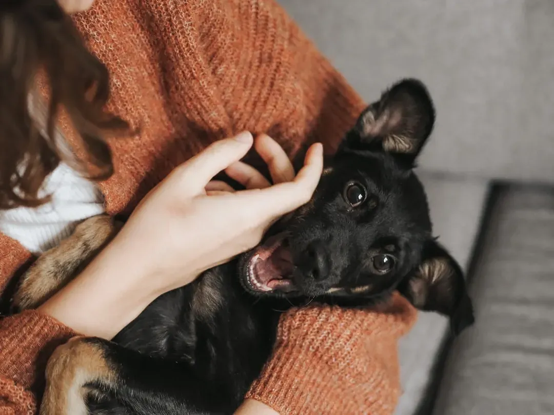 13. They Get Extra Clingy Right Before You Leave (Image Credits: Unsplash)