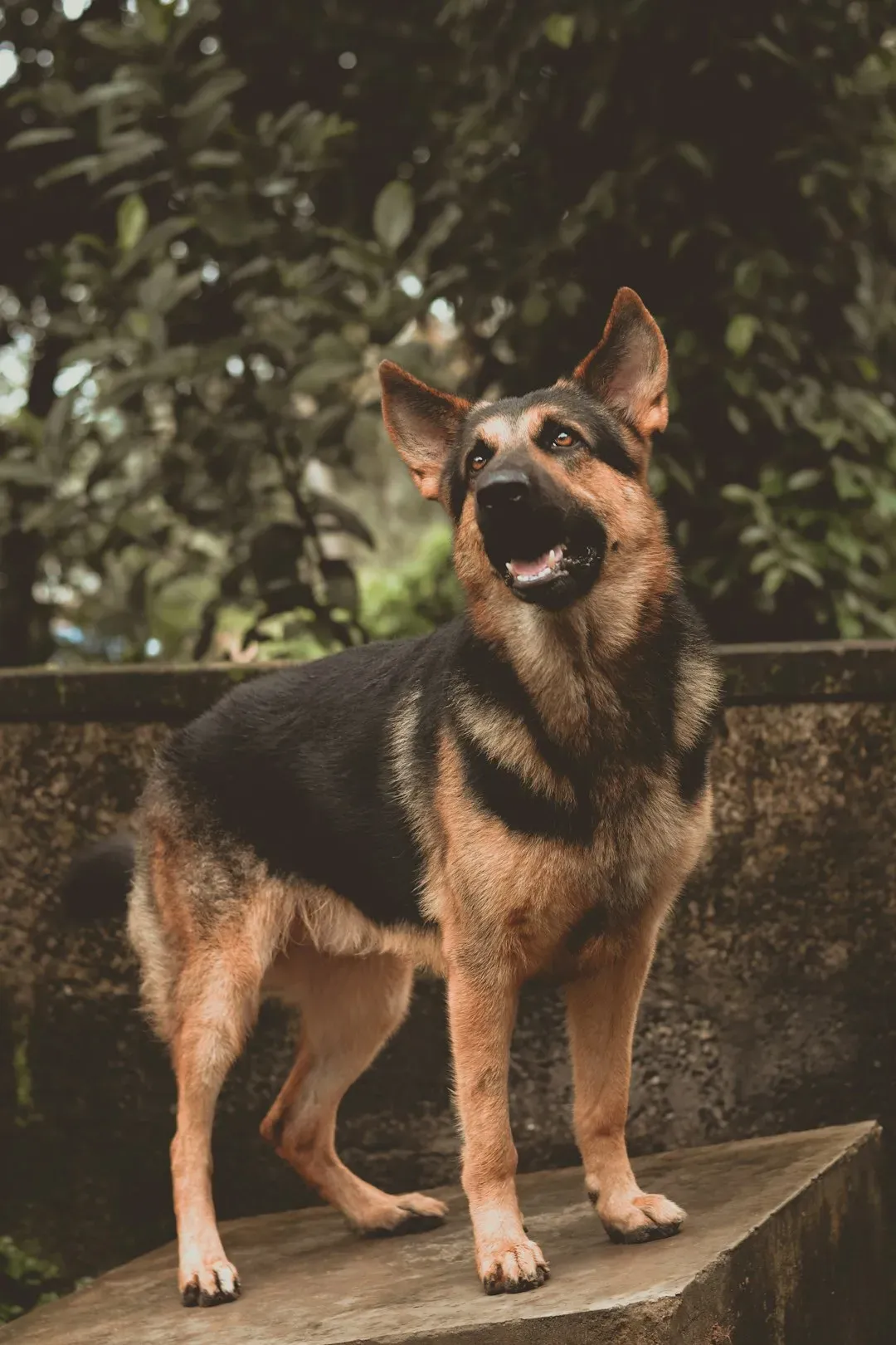 The Right Dog, The Right Commitment (Image Credits: Unsplash)