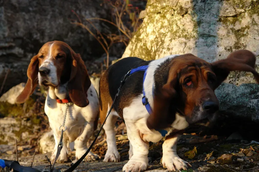 Basset Hound: The Low-Slung Tracker (Image Credits: Flickr)