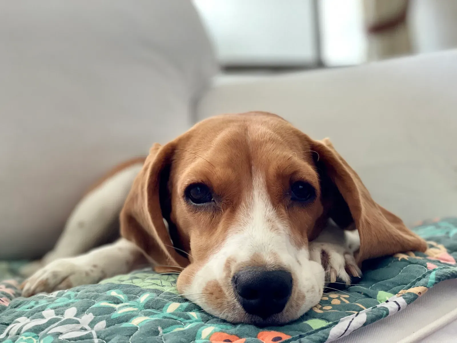 6. Invest in Dog-Proof, Easy-to-Clean Furniture Choices (By Slyronit, CC BY-SA 4.0)