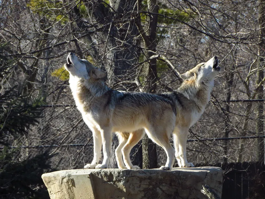 #11: Howling Peaks During Specific Seasons and Times of Day (tracydekalb, Flickr, CC BY 2.0)