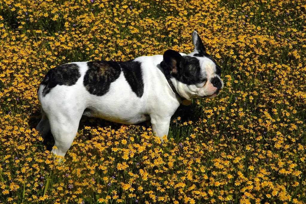 Heart Defects Present From Birth (Image Credits: Flickr)