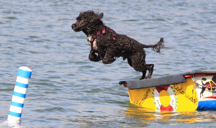Portuguese Water Dog: The Aquatic Adventurer (Image Credits: Wikimedia)