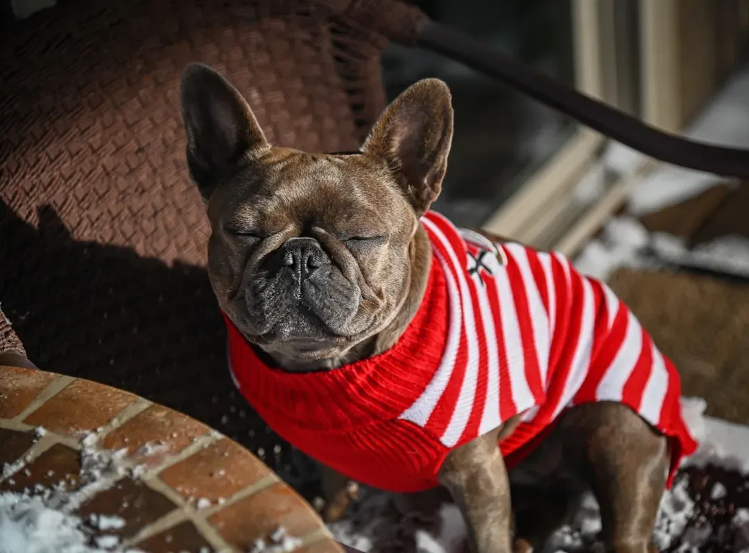 3. French Bulldog: Cold Air and Breathing Problems (Image Credits: Unsplash)