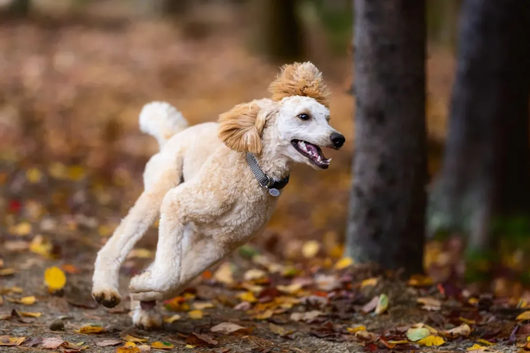 6. Poodle - More Athlete Than Ornament (Image Credits: Unsplash)