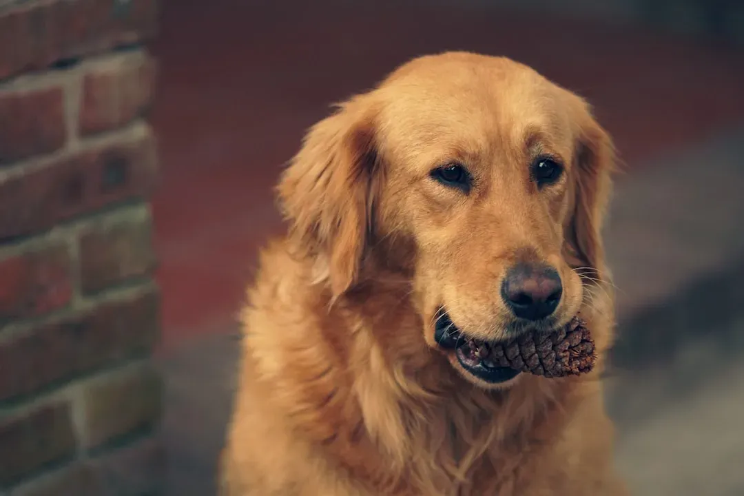 3. Golden Retriever (Image Credits: Unsplash)