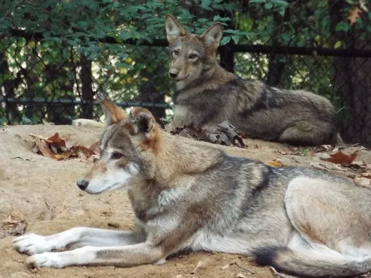 Practical Safety Habits For Hiking In Wolf Country (Image Credits: Flickr)
