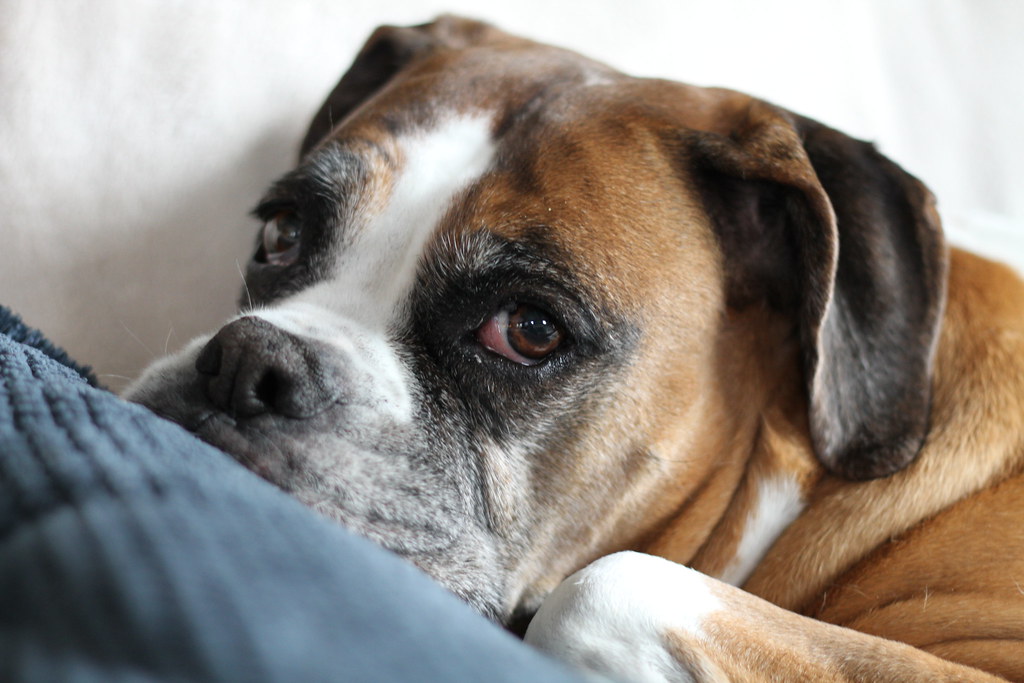 Taurus and Their Comfort-Loving Companions (Image Credits: Flickr)