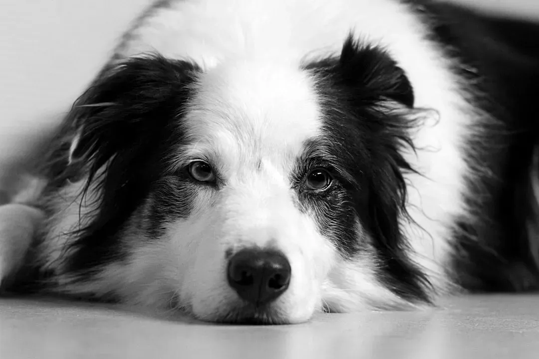 #12 Border Collie - Intensely Bonded, Intensely Bereaved (Image Credits: Unsplash)