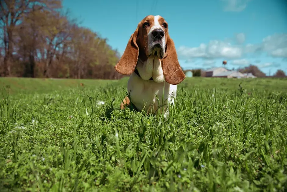 9. Basset Hound: The Philosopher of Dog Breeds (Image Credits: Pexels)