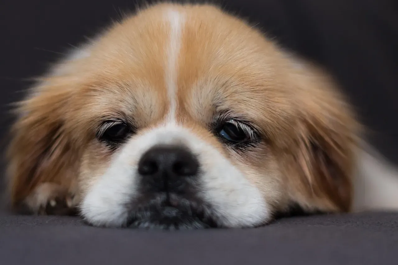 Boredom and Lack of Stimulation (Image Credits: Pixabay)