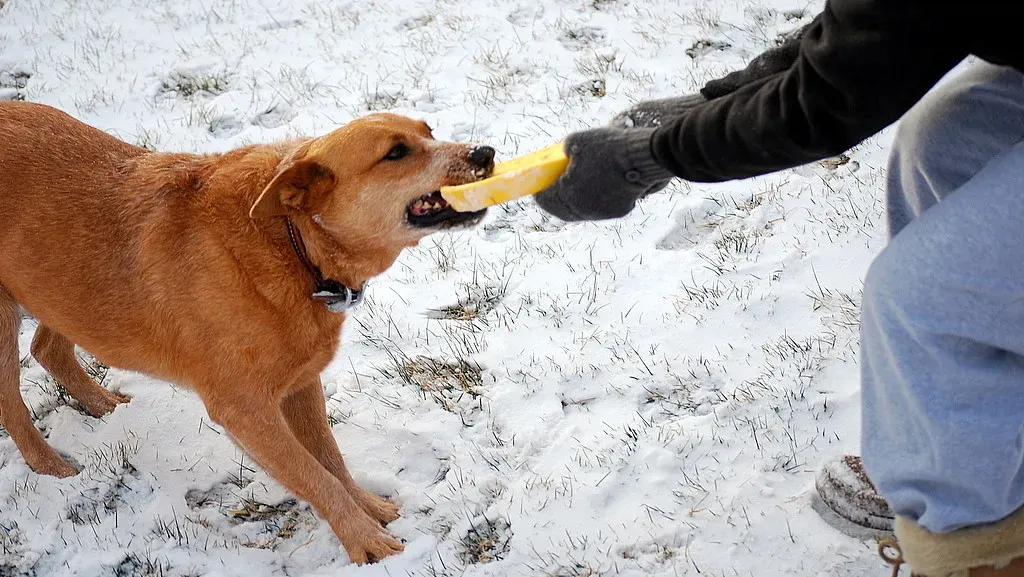 6. Tug of War and Interactive Play (Image Credits: Flickr)