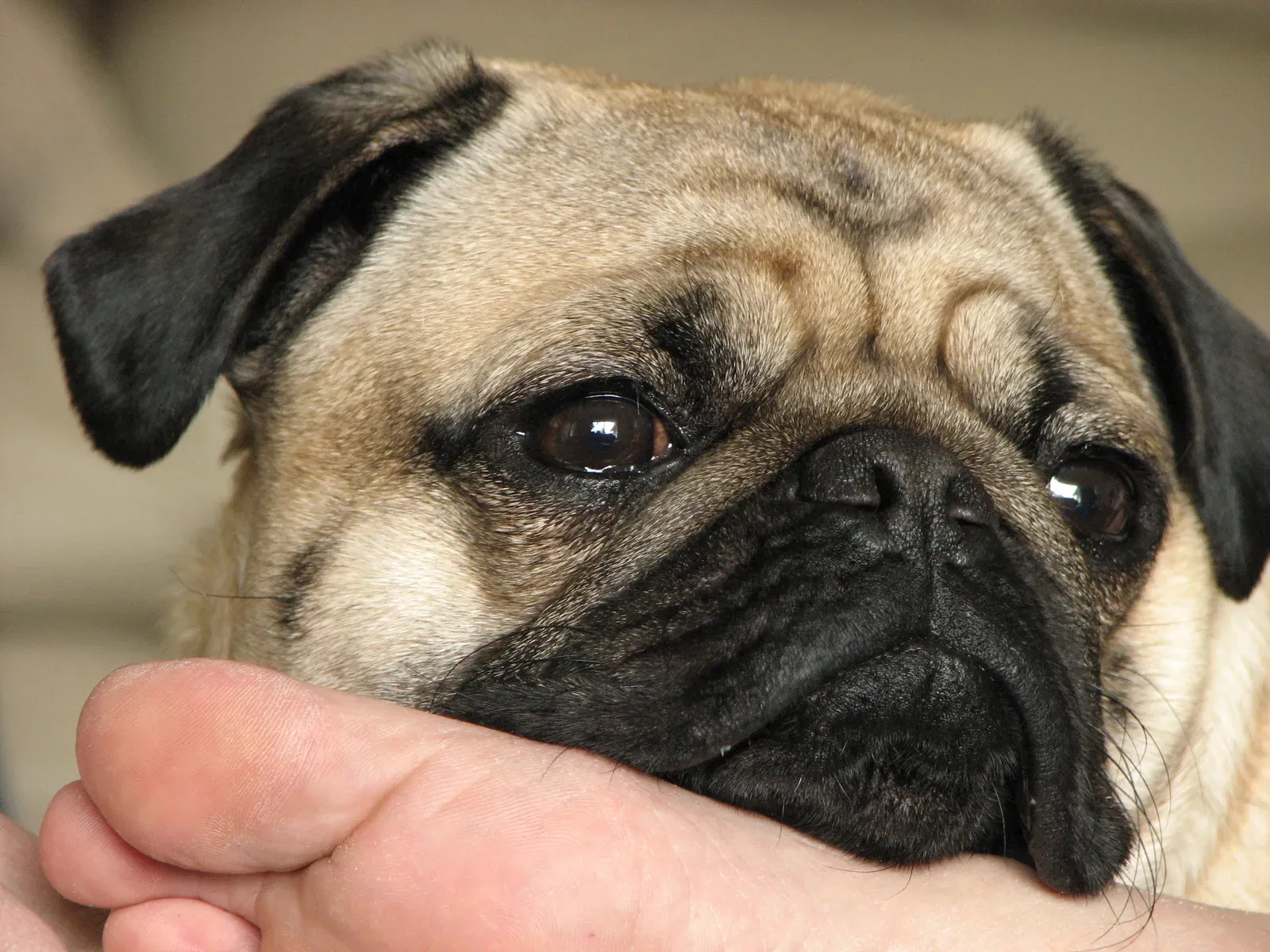 What Your Dog's Nose Health Really Tells You (Image Credits: Wikimedia)