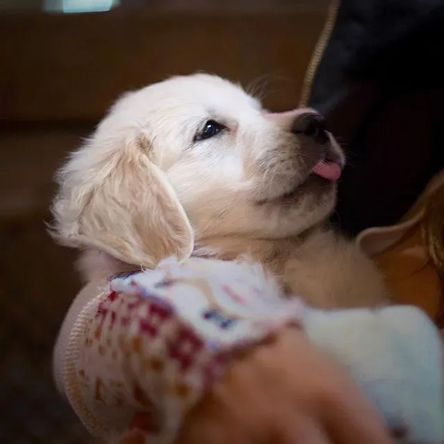 #16 - Using the Dog as a Built-In Excuse for Social Avoidance (Alex Beattie, Flickr, CC BY 2.0)