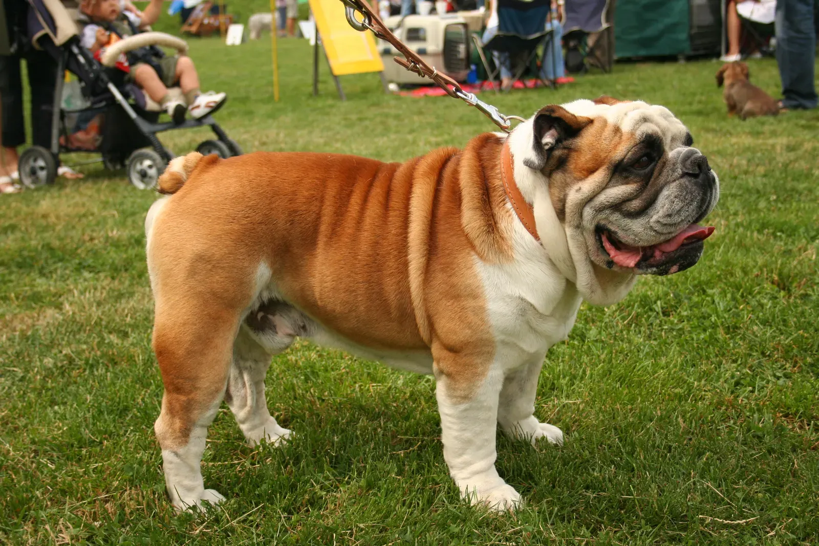 1. English Bulldog: The Lovable Breed With a Serious Heat Liability (By Pleple2000, CC BY-SA 3.0)
