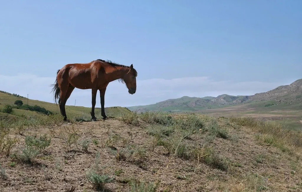 Withdrawn Posture and Dull Expression (Image Credits: Flickr)