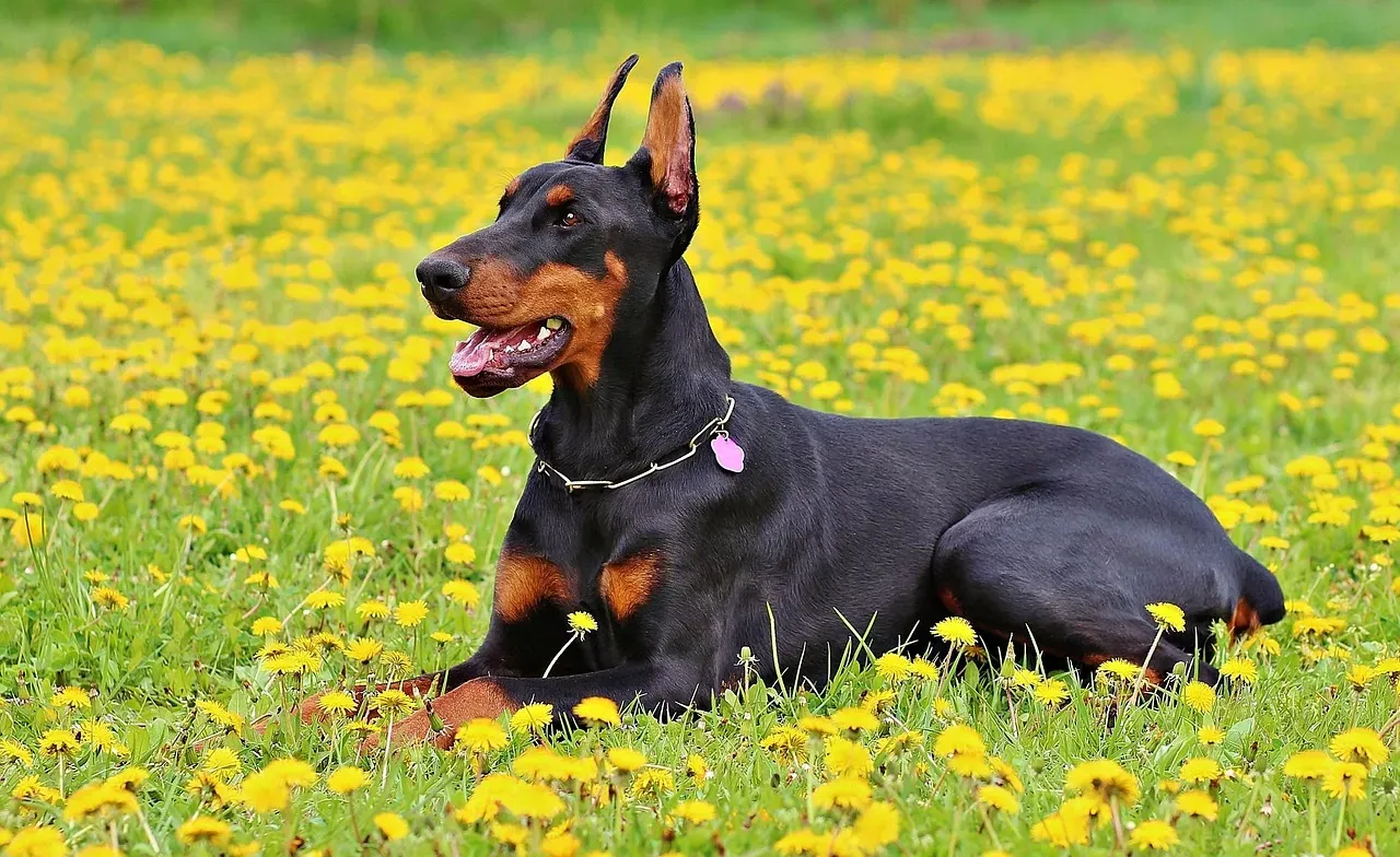 Scorpio: The Doberman Pinscher – The Unflinching Guardian (Image Credits: Pixabay)