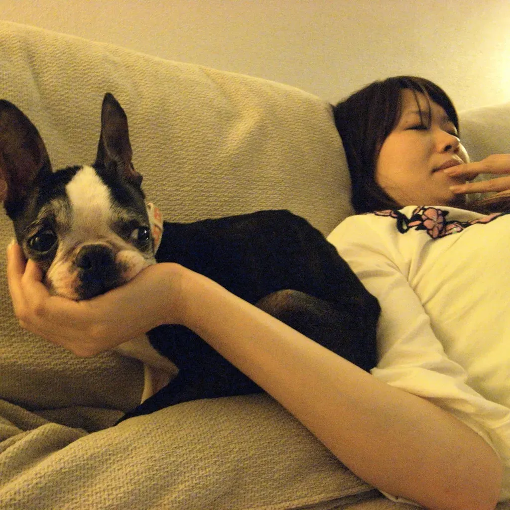 5. Boston Terrier - The American Gentleman (veroyama, Flickr, CC BY-SA 2.0)