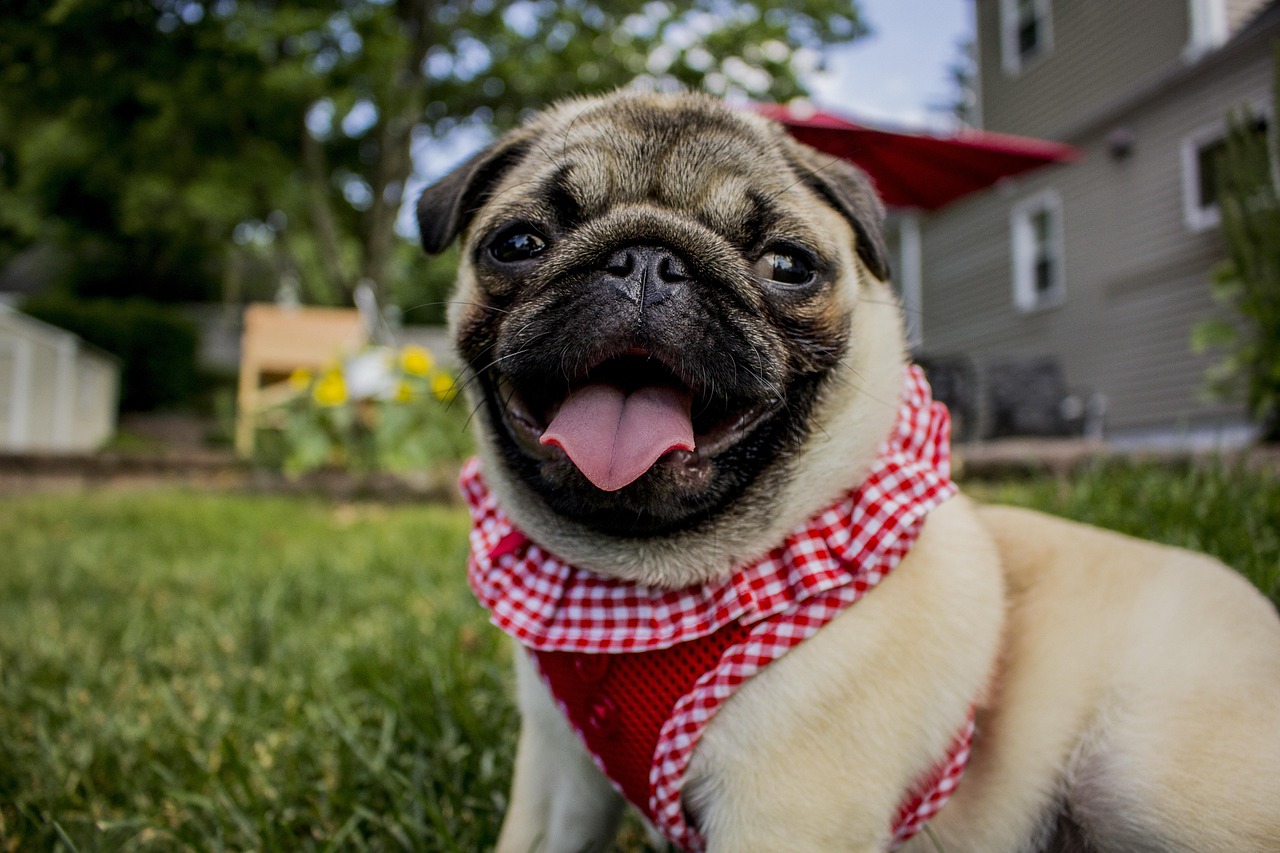 Pugs - The Masked Entertainers (Image Credits: Pixabay)