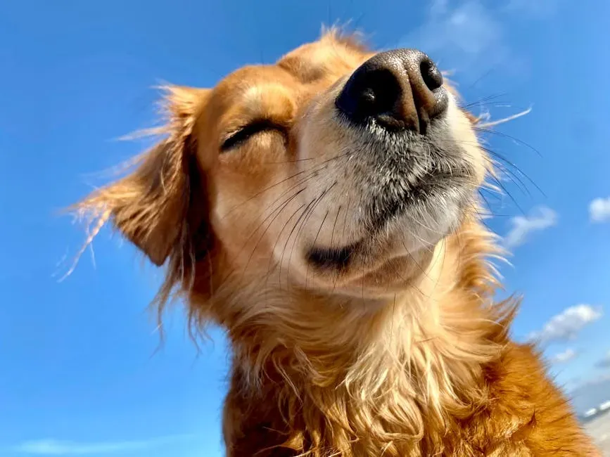 A Final Word for Florida Dog Lovers (Image Credits: Pexels)